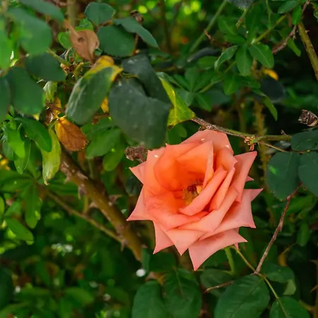 The House νάξος *